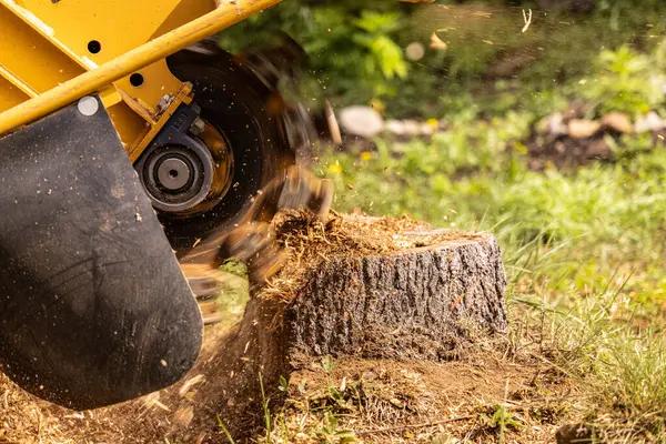 Seasonal Tree Care Guide for Healthy Growth Year-Round