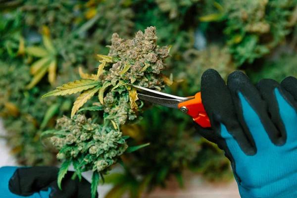 Locating a Top-Rated Dispensary Near You