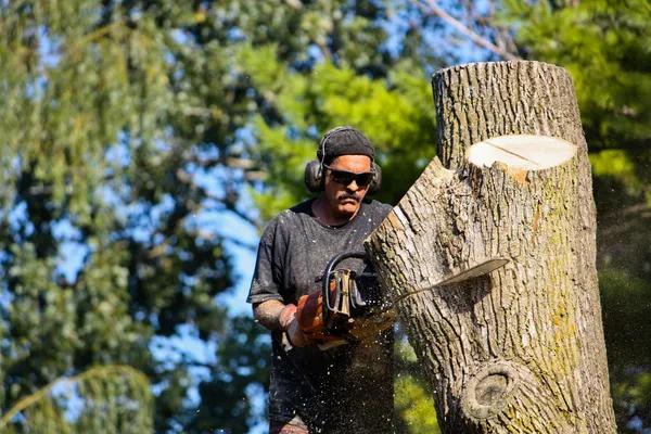 Professional Tree Service Madison for Safe and Healthy Trees