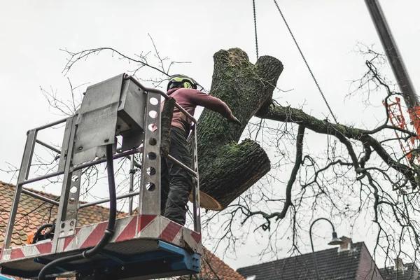 Professional Tree Service in Springfield IL for Residential Properties